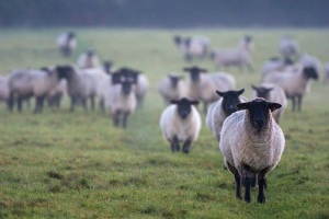 Sheep follow Sheep